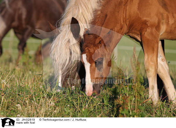 mare with foal / JH-02819