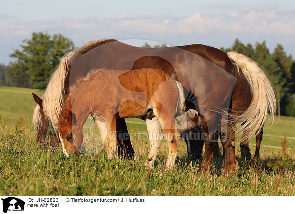 mare with foal / JH-02823