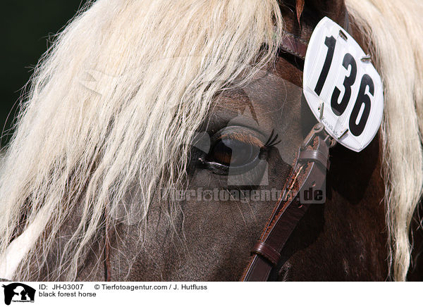 black forest horse / JH-03007