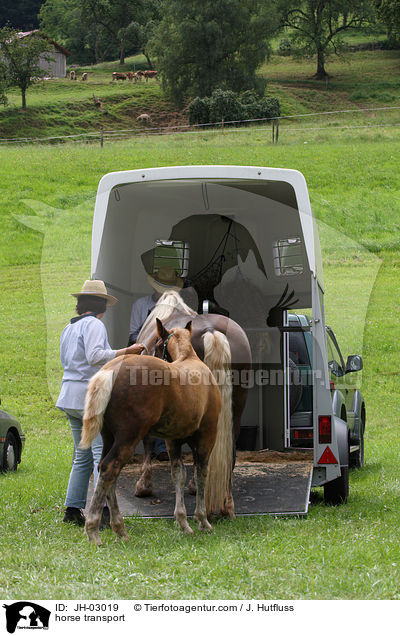 horse transport / JH-03019