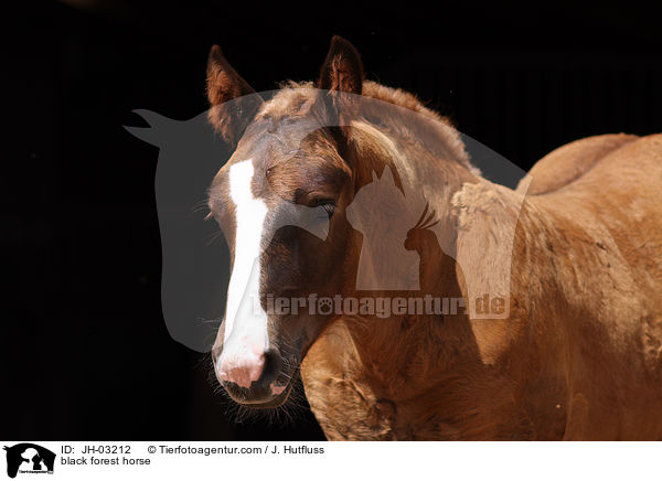 black forest horse / JH-03212