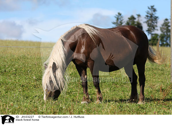 black forest horse / JH-03227