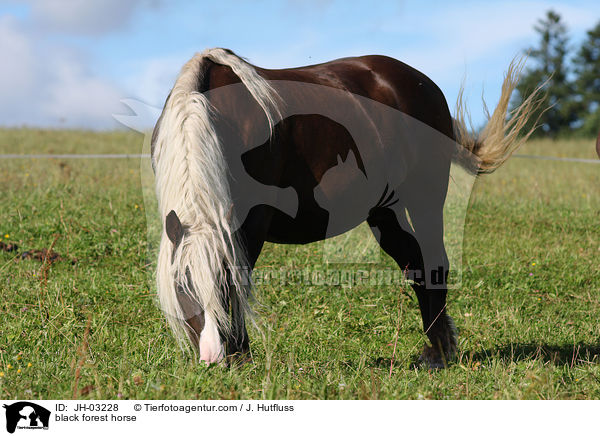 black forest horse / JH-03228