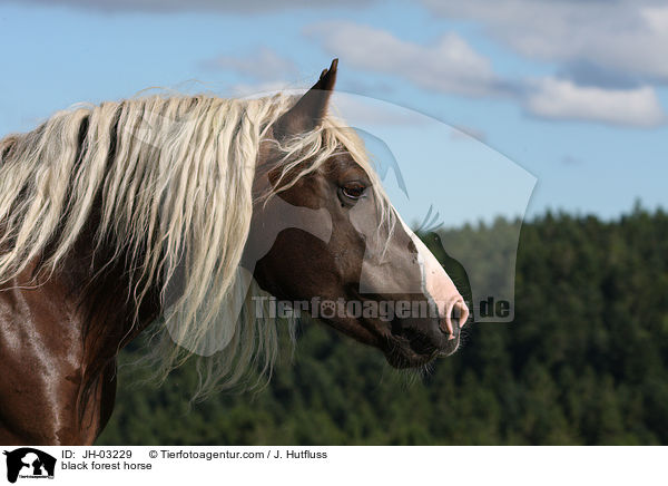 black forest horse / JH-03229