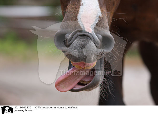 yawning horse / JH-03239