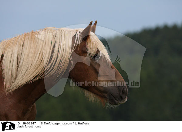 black forest horse / JH-03247