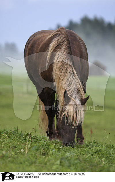 black forest horse / JH-03249