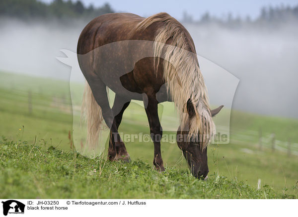 black forest horse / JH-03250
