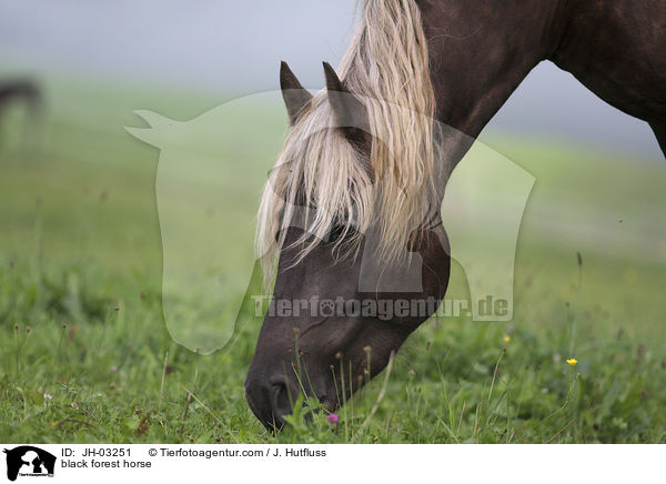 black forest horse / JH-03251