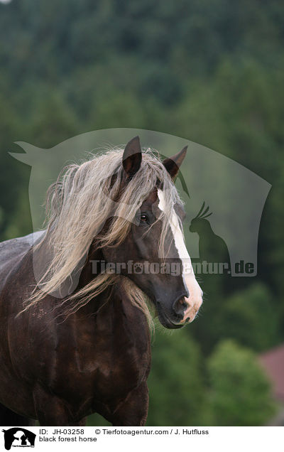 black forest horse / JH-03258