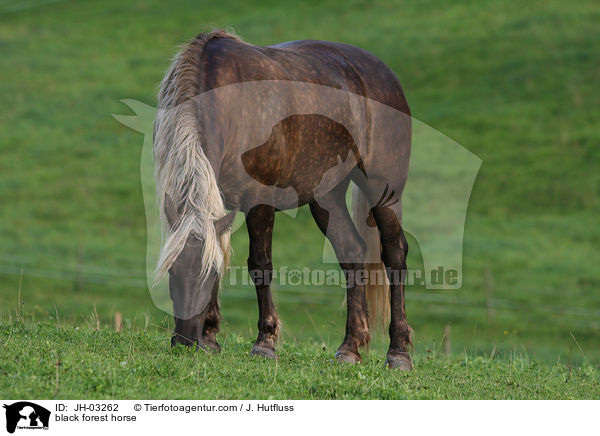 Schwarzwlder Fuchs / black forest horse / JH-03262