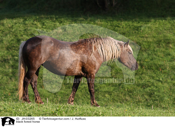 black forest horse / JH-03265
