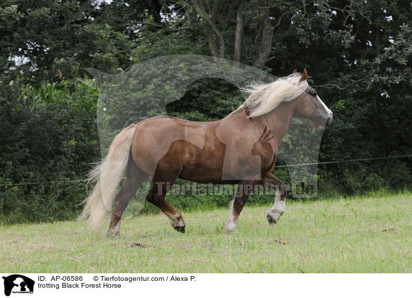 trotting Black Forest Horse / AP-06586