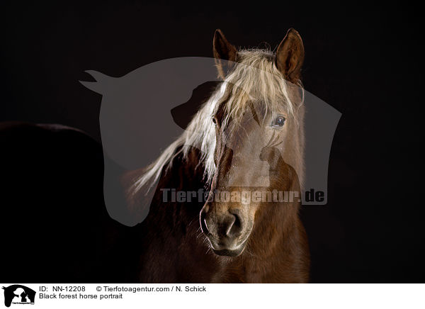 Black forest horse portrait / NN-12208