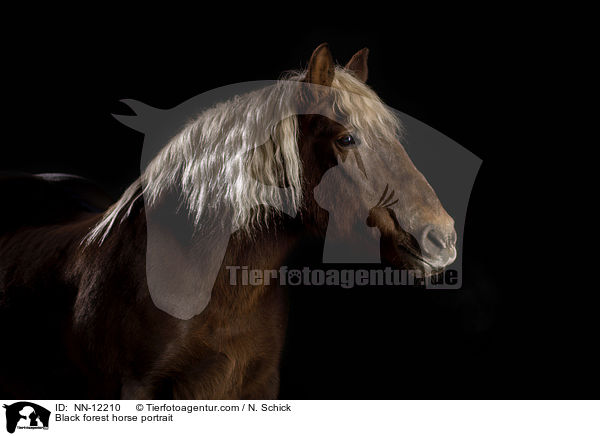 Black forest horse portrait / NN-12210