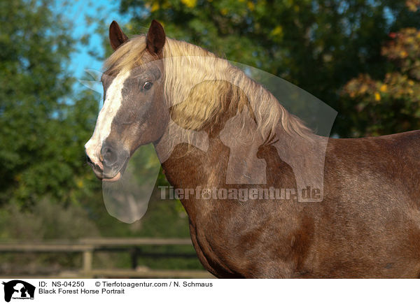 Black Forest Horse Portrait / NS-04250