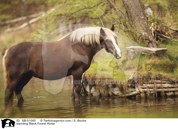 standing Black Forest Horse / SB-01065