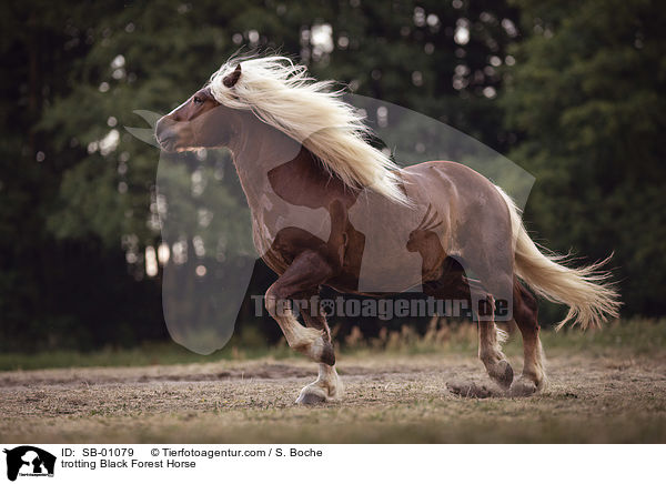 trotting Black Forest Horse / SB-01079