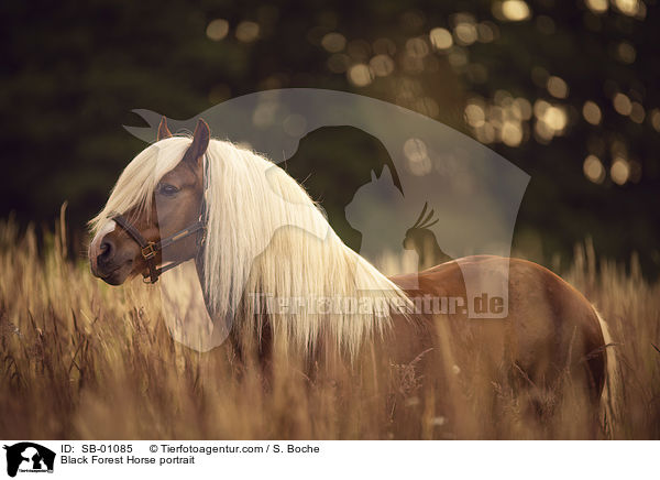 Black Forest Horse portrait / SB-01085