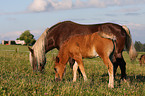 mare with foal