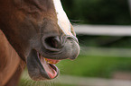 yawning horse