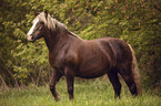 walking Black Forest Horse