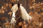 Black Forest Horse portrait