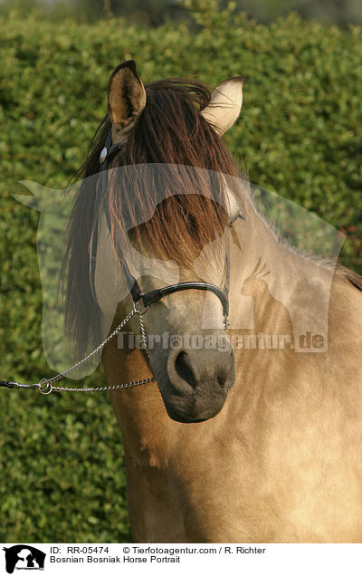 Bosniake im Portrait / Bosnian Bosniak Horse Portrait / RR-05474