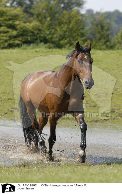 brown horse / AP-01862