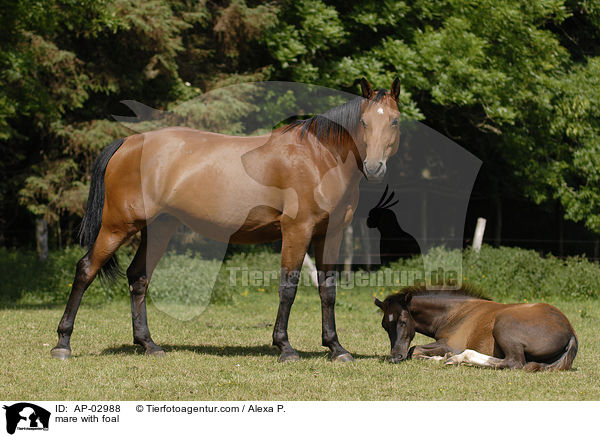 mare with foal / AP-02988