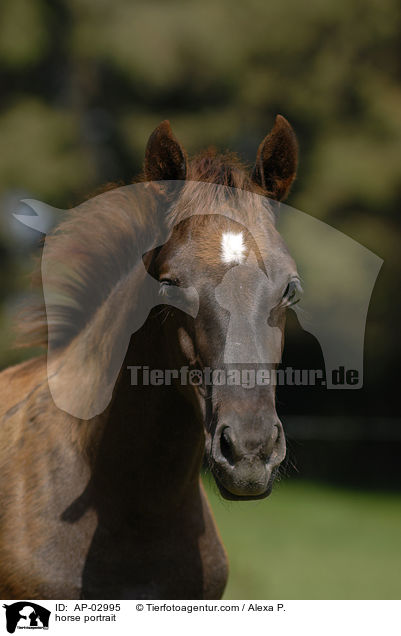 horse portrait / AP-02995