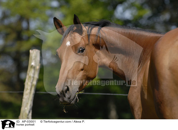 horse portrait / AP-03001