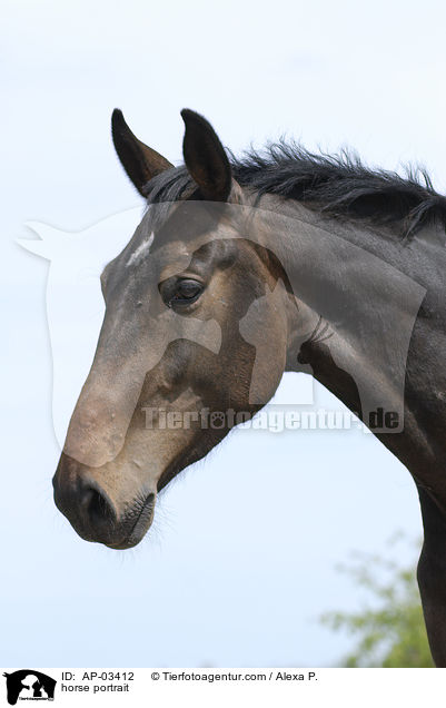 horse portrait / AP-03412