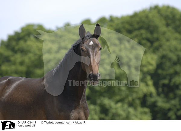 horse portrait / AP-03417