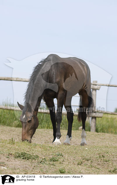 grazing horse / AP-03418