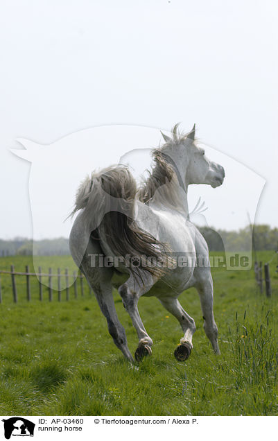 running horse / AP-03460