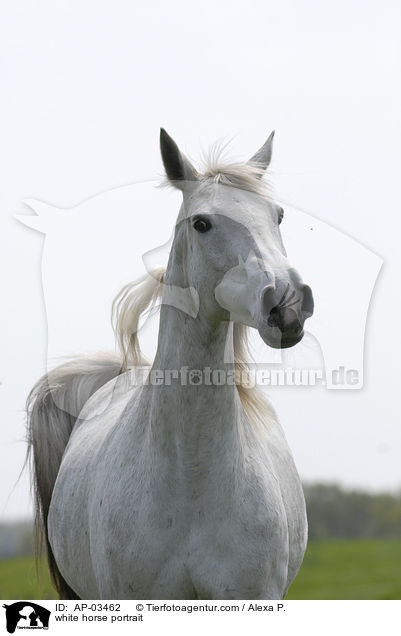 white horse portrait / AP-03462