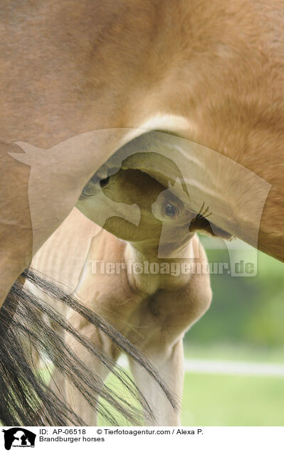 Brandburger horses / AP-06518