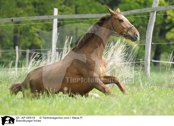 Brandburger horse / AP-06519