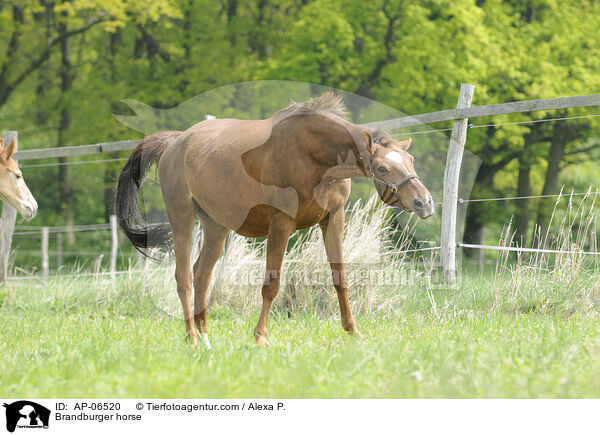 Brandburger horse / AP-06520