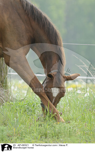 Brandburger horse / AP-06521