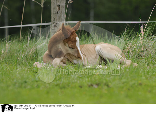 Brandburger foal / AP-06534