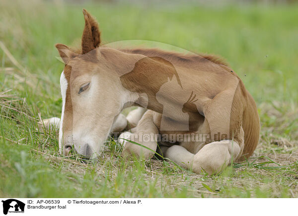 Brandburger foal / AP-06539