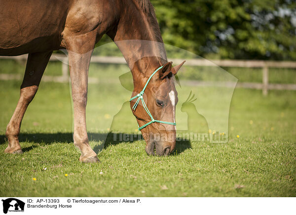 Brandenburger / Brandenburg Horse / AP-13393