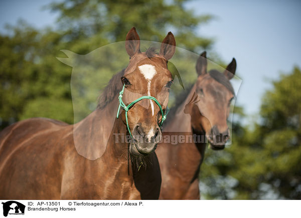 Brandenburg Horses / AP-13501