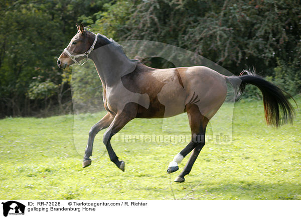 galloping Brandenburg Horse / RR-73028