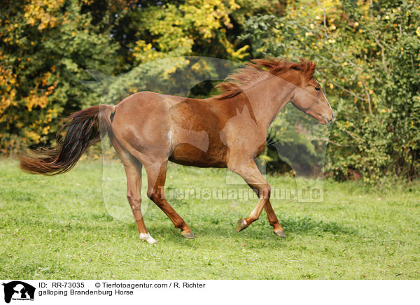 galloping Brandenburg Horse / RR-73035