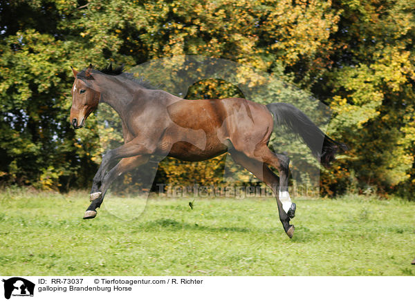 galoppierender Brandenburger / galloping Brandenburg Horse / RR-73037