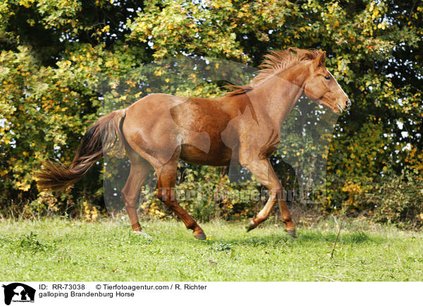 galloping Brandenburg Horse / RR-73038