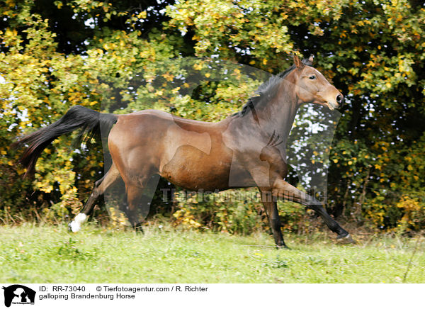 galloping Brandenburg Horse / RR-73040